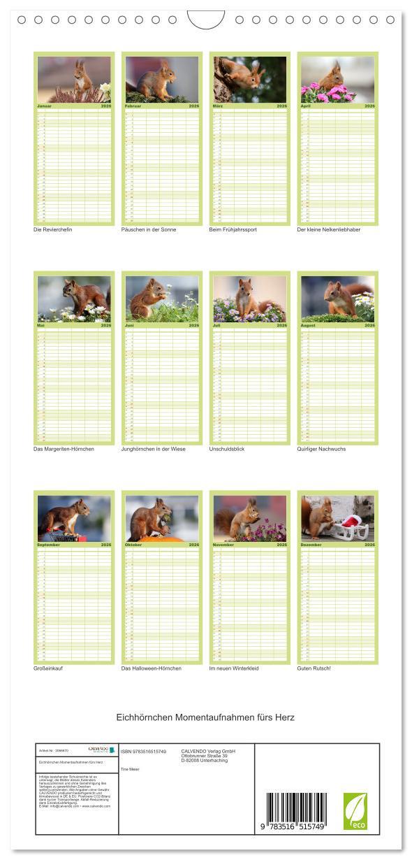 Beispielinhalt (Bild) Familienplaner 2026 - Eichhörnchen Momentaufnahmen fürs Herz mit 5 Spalten (Wandkalender, 21 x 45 cm) CALVENDO