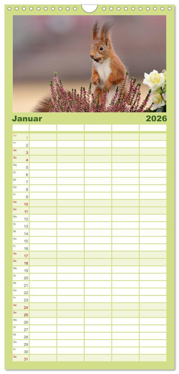 Beispielinhalt (Bild) Familienplaner 2026 - Eichhörnchen Momentaufnahmen fürs Herz mit 5 Spalten (Wandkalender, 21 x 45 cm) CALVENDO