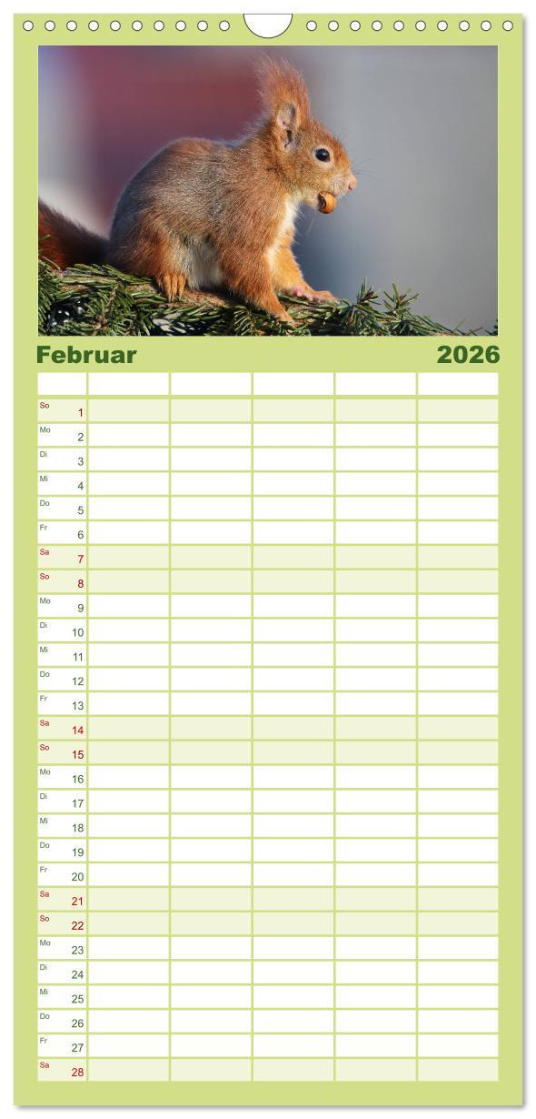 Beispielinhalt (Bild) Familienplaner 2026 - Eichhörnchen Momentaufnahmen fürs Herz mit 5 Spalten (Wandkalender, 21 x 45 cm) CALVENDO