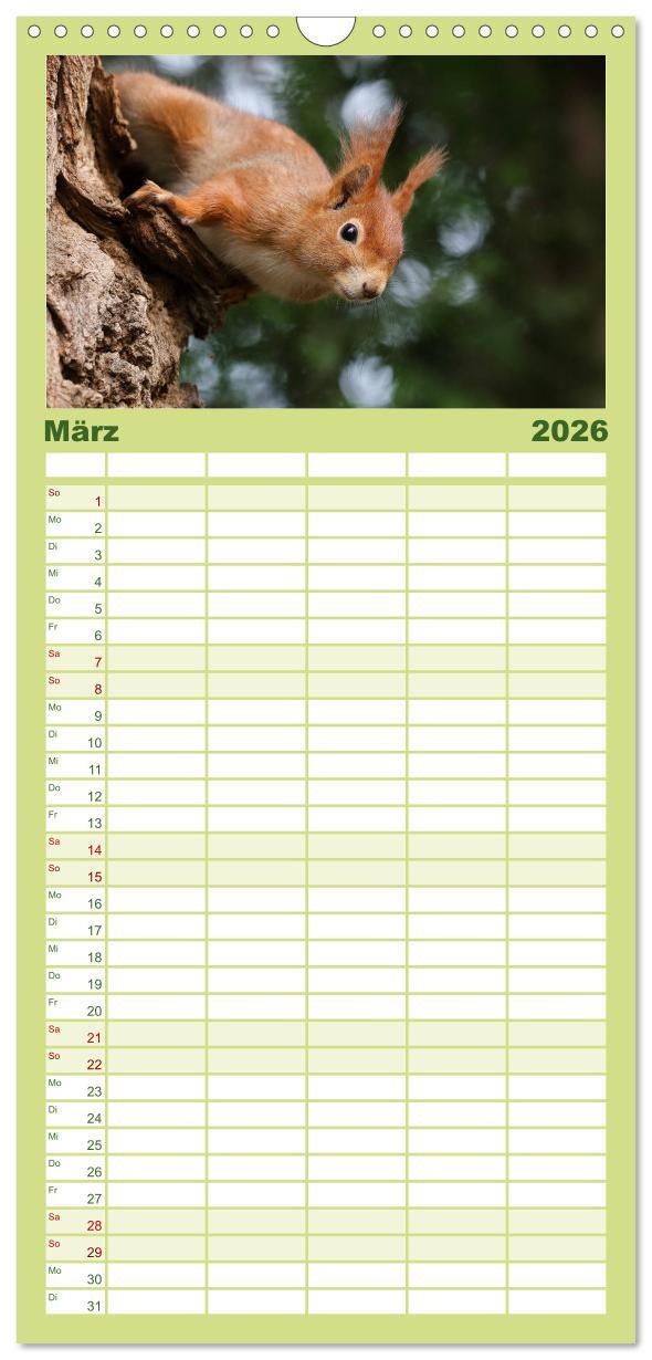 Beispielinhalt (Bild) Familienplaner 2026 - Eichhörnchen Momentaufnahmen fürs Herz mit 5 Spalten (Wandkalender, 21 x 45 cm) CALVENDO