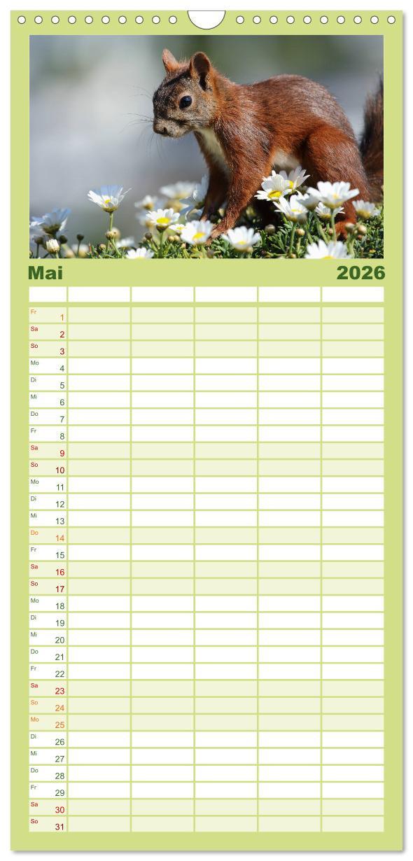 Beispielinhalt (Bild) Familienplaner 2026 - Eichhörnchen Momentaufnahmen fürs Herz mit 5 Spalten (Wandkalender, 21 x 45 cm) CALVENDO