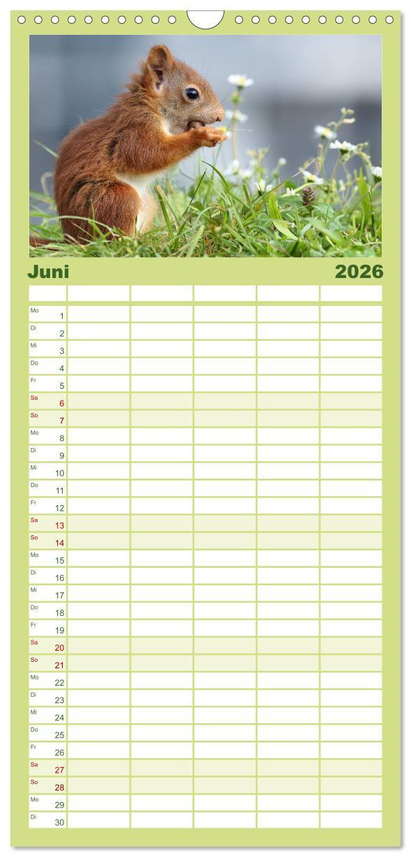 Beispielinhalt (Bild) Familienplaner 2026 - Eichhörnchen Momentaufnahmen fürs Herz mit 5 Spalten (Wandkalender, 21 x 45 cm) CALVENDO