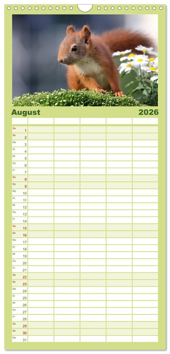 Beispielinhalt (Bild) Familienplaner 2026 - Eichhörnchen Momentaufnahmen fürs Herz mit 5 Spalten (Wandkalender, 21 x 45 cm) CALVENDO