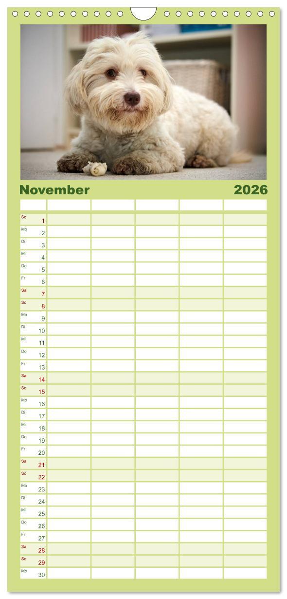 Beispielinhalt (Bild) Familienplaner 2026 - Havaneser - Herz aus Gold mit 5 Spalten (Wandkalender, 21 x 45 cm) CALVENDO