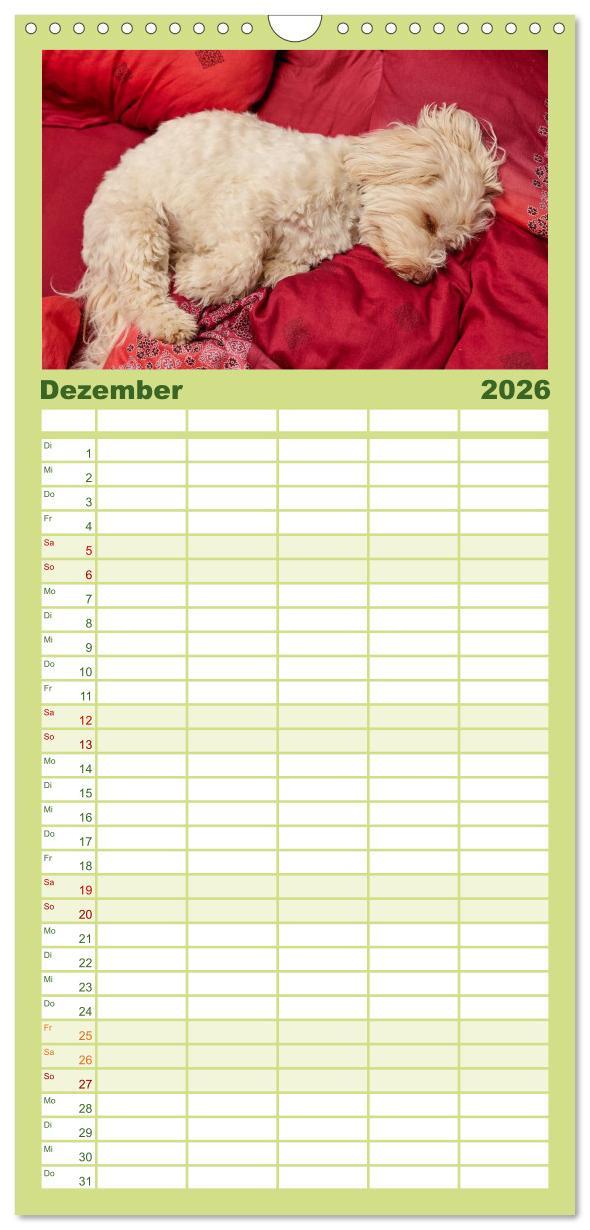 Beispielinhalt (Bild) Familienplaner 2026 - Havaneser - Herz aus Gold mit 5 Spalten (Wandkalender, 21 x 45 cm) CALVENDO