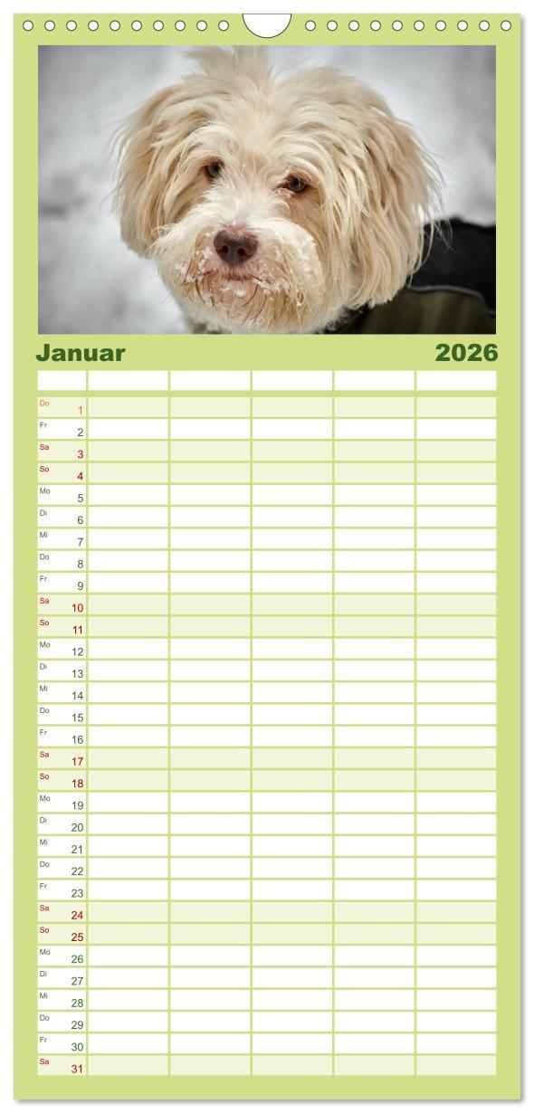 Beispielinhalt (Bild) Familienplaner 2026 - Havaneser - Herz aus Gold mit 5 Spalten (Wandkalender, 21 x 45 cm) CALVENDO