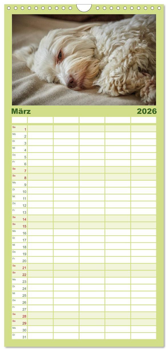 Beispielinhalt (Bild) Familienplaner 2026 - Havaneser - Herz aus Gold mit 5 Spalten (Wandkalender, 21 x 45 cm) CALVENDO