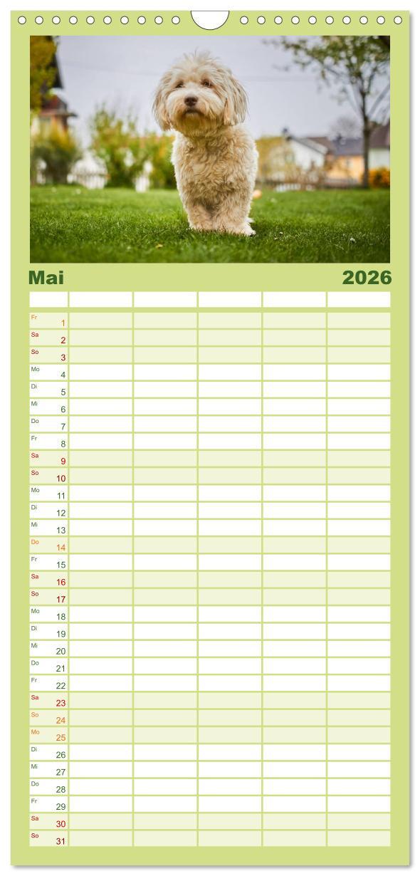 Beispielinhalt (Bild) Familienplaner 2026 - Havaneser - Herz aus Gold mit 5 Spalten (Wandkalender, 21 x 45 cm) CALVENDO