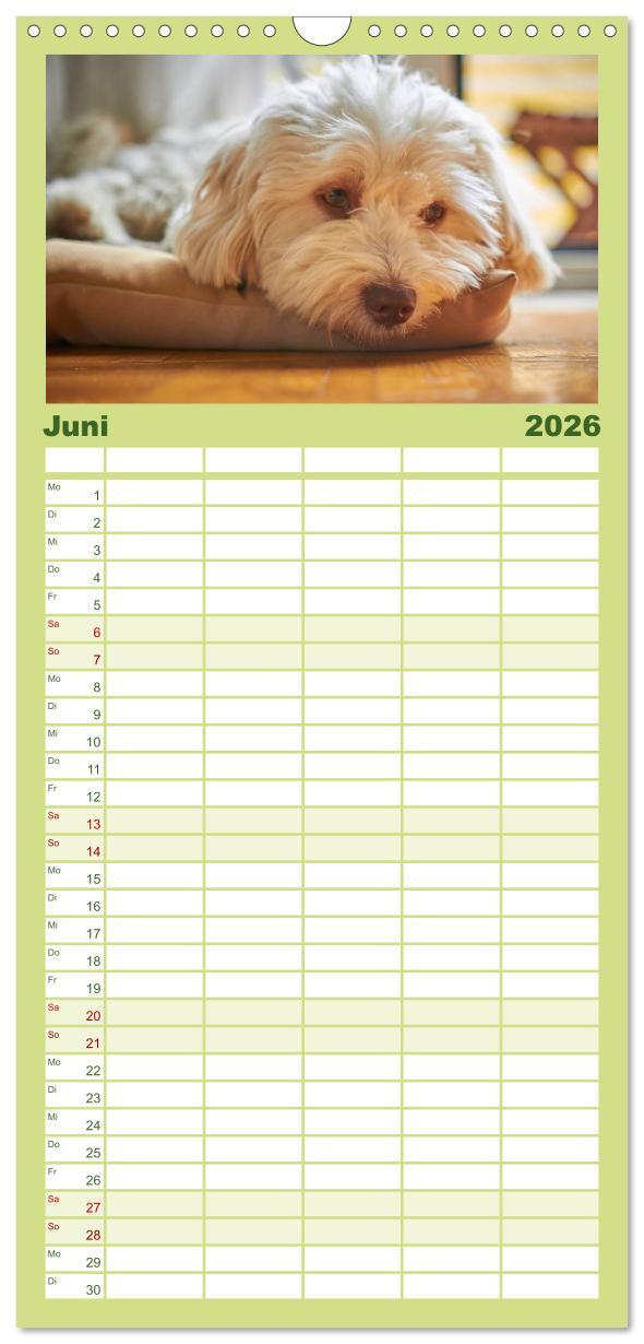 Beispielinhalt (Bild) Familienplaner 2026 - Havaneser - Herz aus Gold mit 5 Spalten (Wandkalender, 21 x 45 cm) CALVENDO