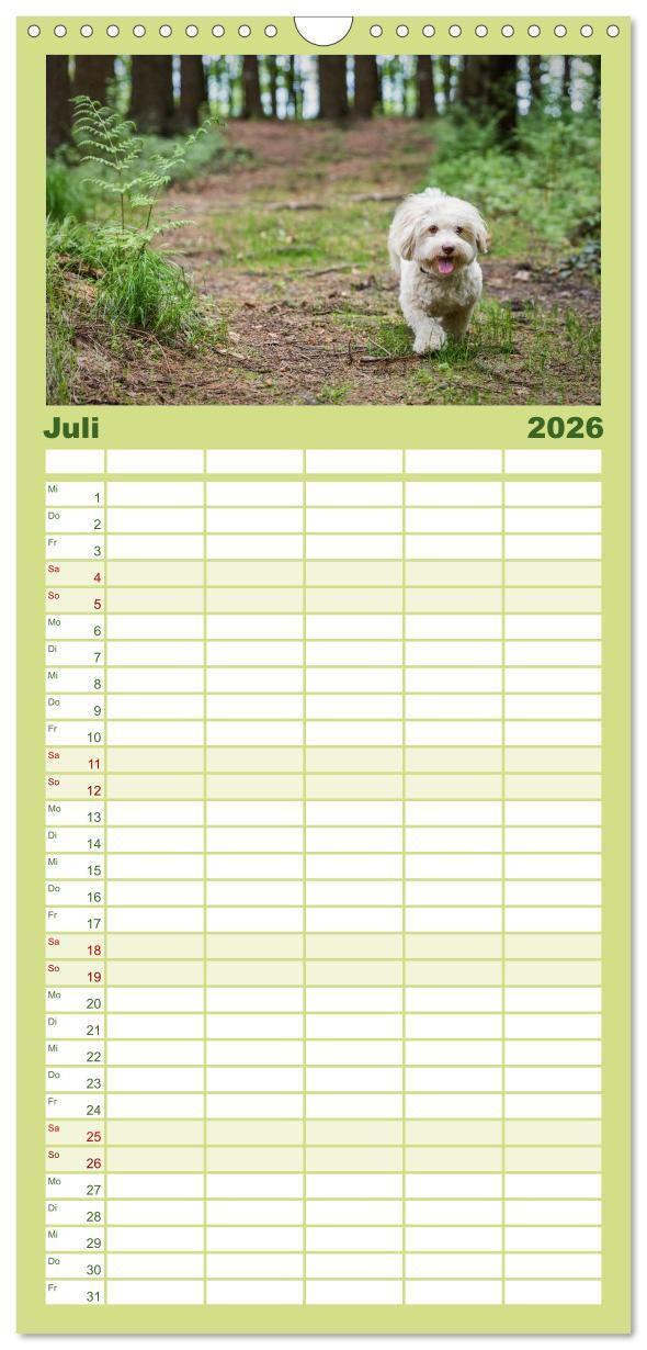 Beispielinhalt (Bild) Familienplaner 2026 - Havaneser - Herz aus Gold mit 5 Spalten (Wandkalender, 21 x 45 cm) CALVENDO