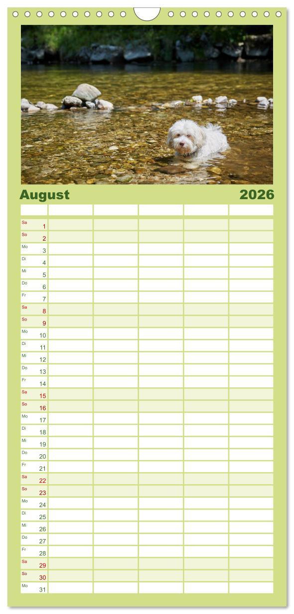 Beispielinhalt (Bild) Familienplaner 2026 - Havaneser - Herz aus Gold mit 5 Spalten (Wandkalender, 21 x 45 cm) CALVENDO