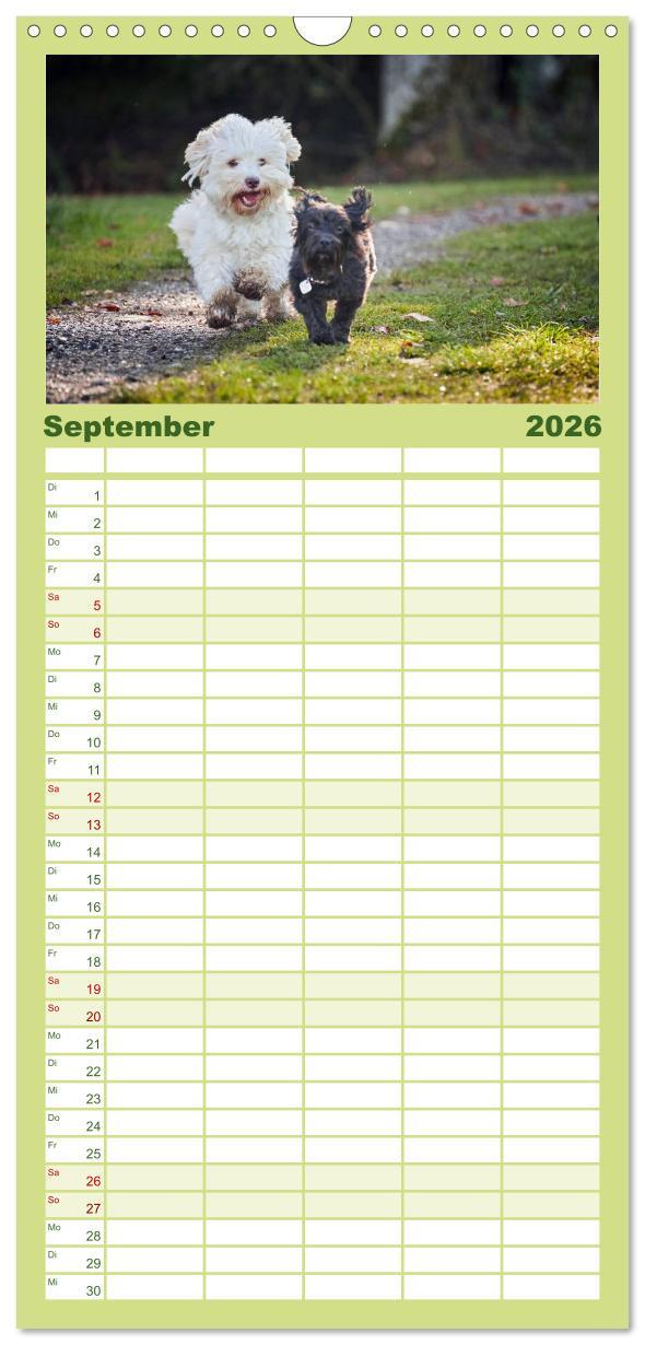 Beispielinhalt (Bild) Familienplaner 2026 - Havaneser - Herz aus Gold mit 5 Spalten (Wandkalender, 21 x 45 cm) CALVENDO
