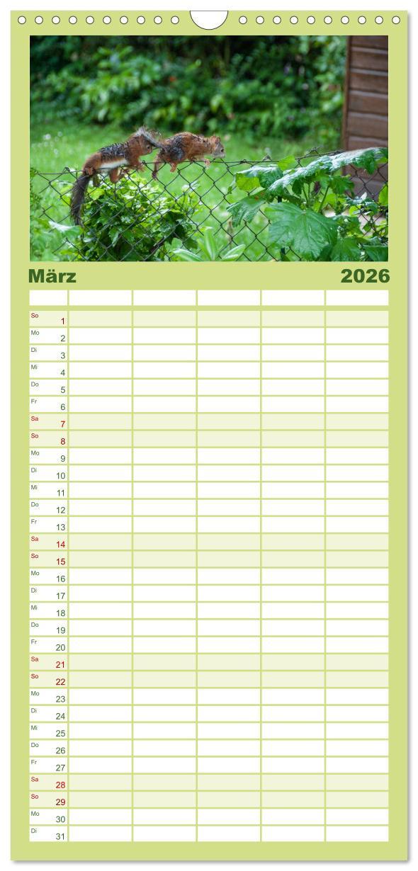 Beispielinhalt (Bild) Familienplaner 2026 - Spaß mit Eichhörnchen-Kindern mit 5 Spalten (Wandkalender, 21 x 45 cm) CALVENDO