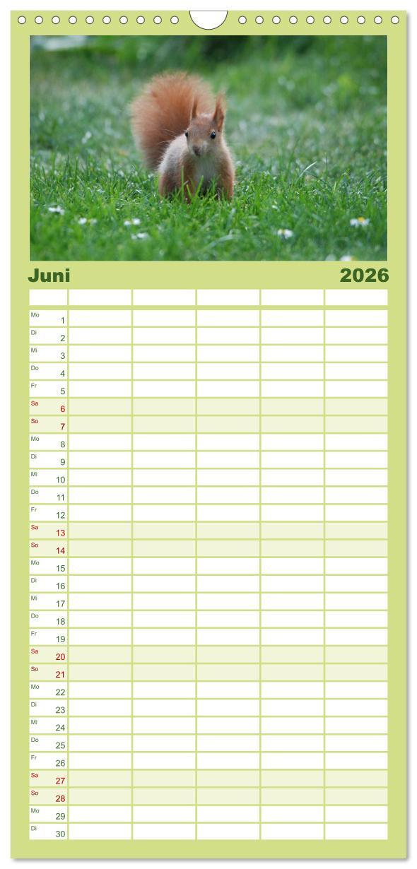 Beispielinhalt (Bild) Familienplaner 2026 - Spaß mit Eichhörnchen-Kindern mit 5 Spalten (Wandkalender, 21 x 45 cm) CALVENDO