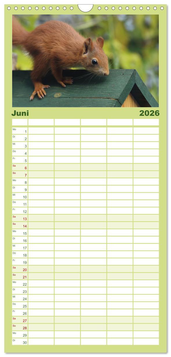 Beispielinhalt (Bild) Familienplaner 2026 - Eichhörnchen Kinder mit 5 Spalten (Wandkalender, 21 x 45 cm) CALVENDO