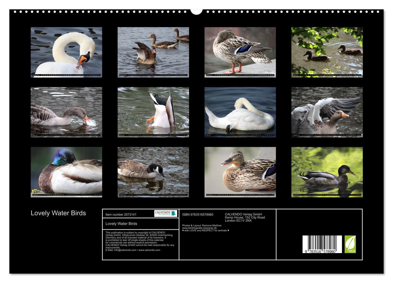 Beispielinhalt (Bild) Lovely Water Birds (High Quality Premium Wall Calendar 2026 DIN A2 landscape),CALVENDO 12 Month Wall Calendar