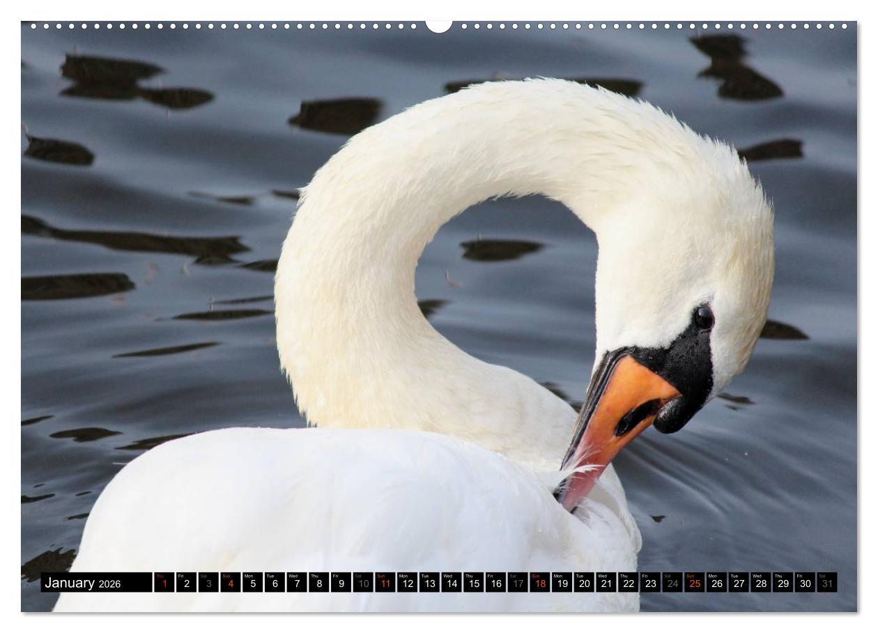 Beispielinhalt (Bild) Lovely Water Birds (High Quality Premium Wall Calendar 2026 DIN A2 landscape),CALVENDO 12 Month Wall Calendar