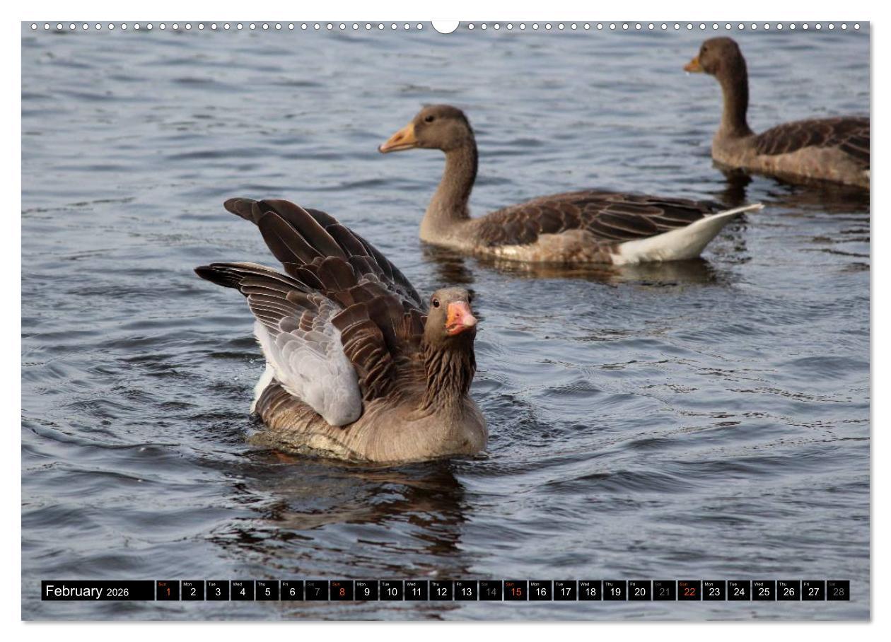 Beispielinhalt (Bild) Lovely Water Birds (High Quality Premium Wall Calendar 2026 DIN A2 landscape),CALVENDO 12 Month Wall Calendar