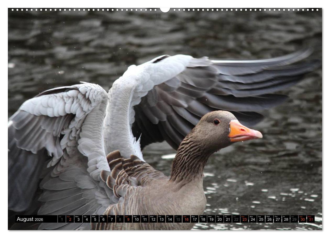 Beispielinhalt (Bild) Lovely Water Birds (High Quality Premium Wall Calendar 2026 DIN A2 landscape),CALVENDO 12 Month Wall Calendar