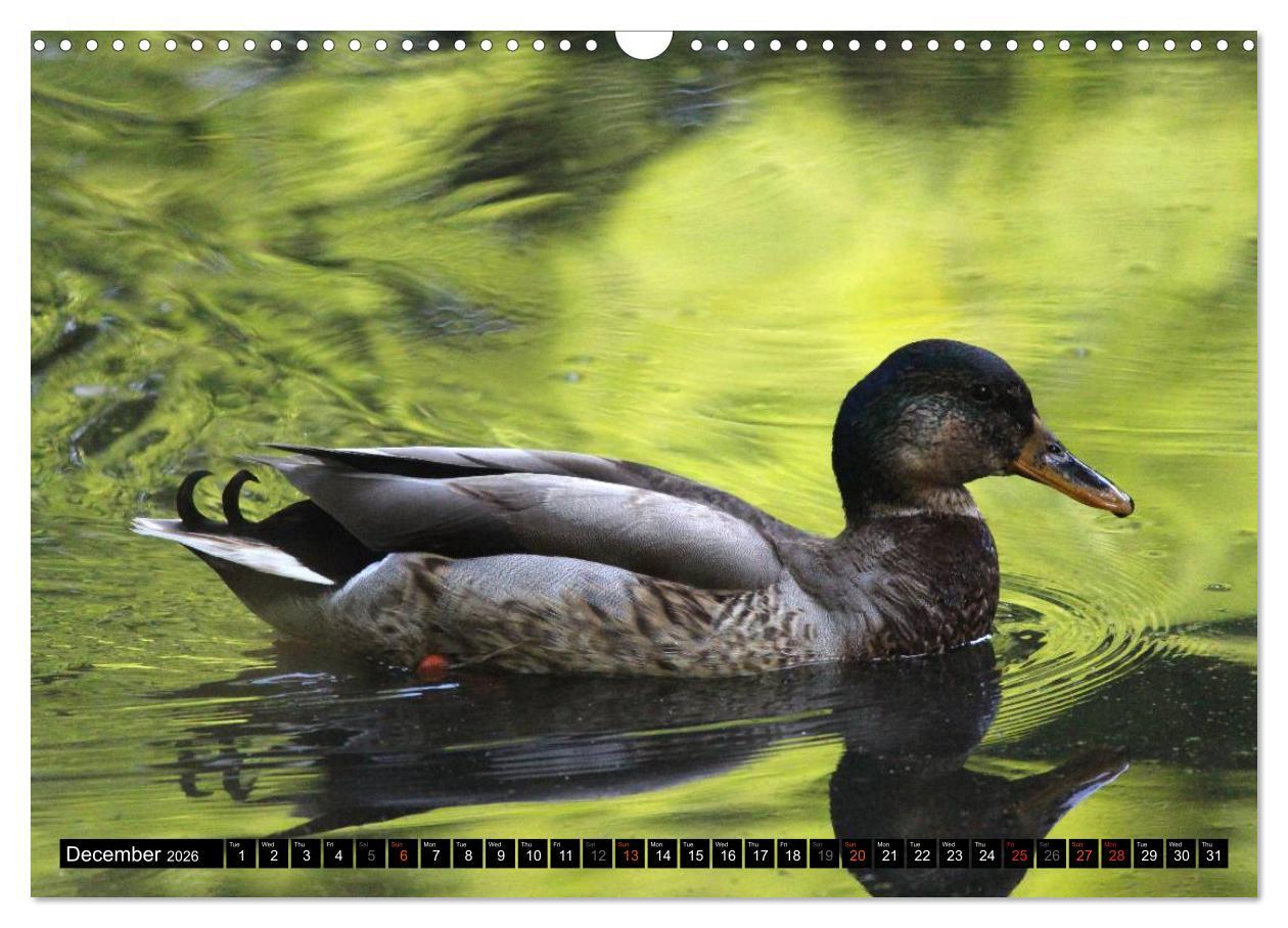 Beispielinhalt (Bild) Lovely Water Birds (Wall Calendar 2026 DIN A3 landscape), CALVENDO 12 Month Wall Calendar