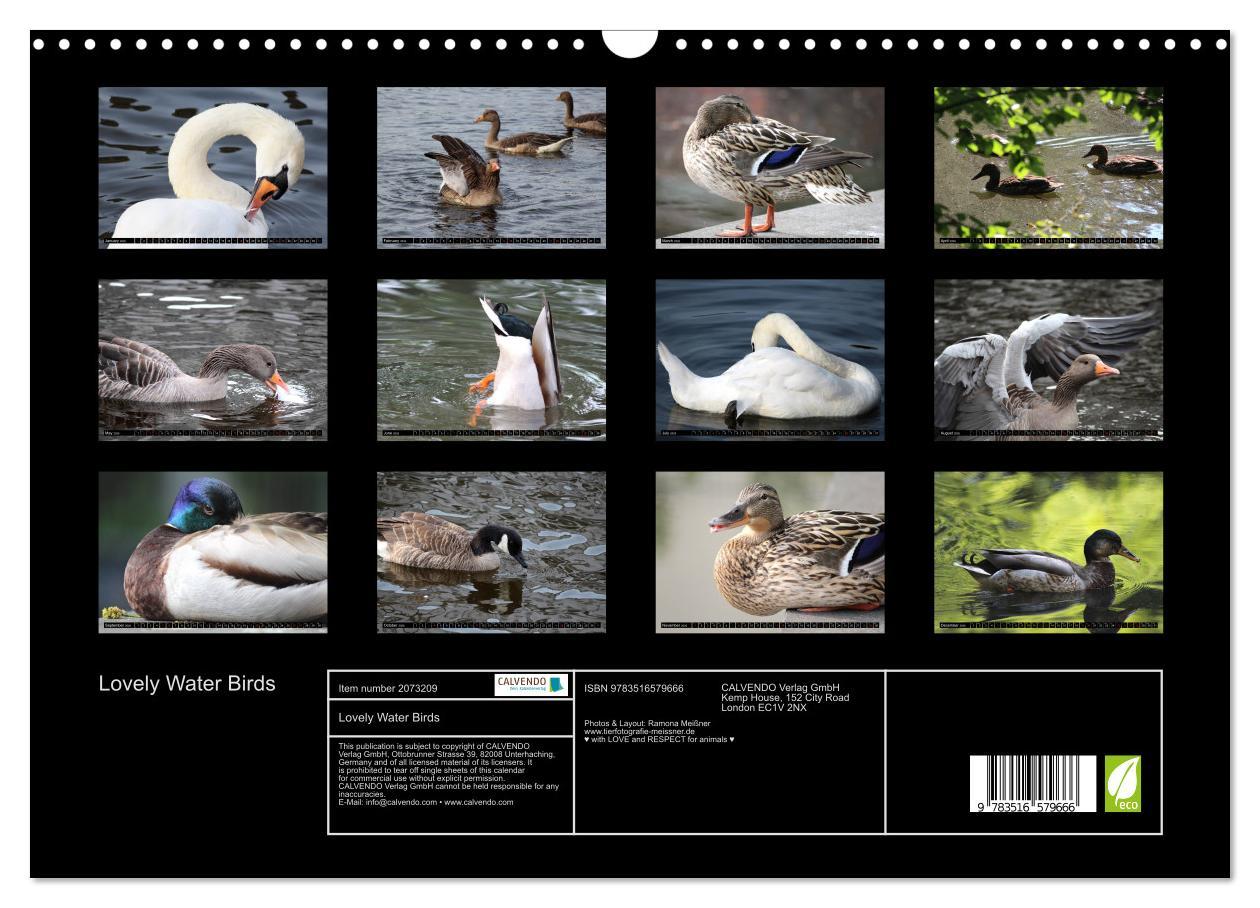 Beispielinhalt (Bild) Lovely Water Birds (Wall Calendar 2026 DIN A3 landscape), CALVENDO 12 Month Wall Calendar