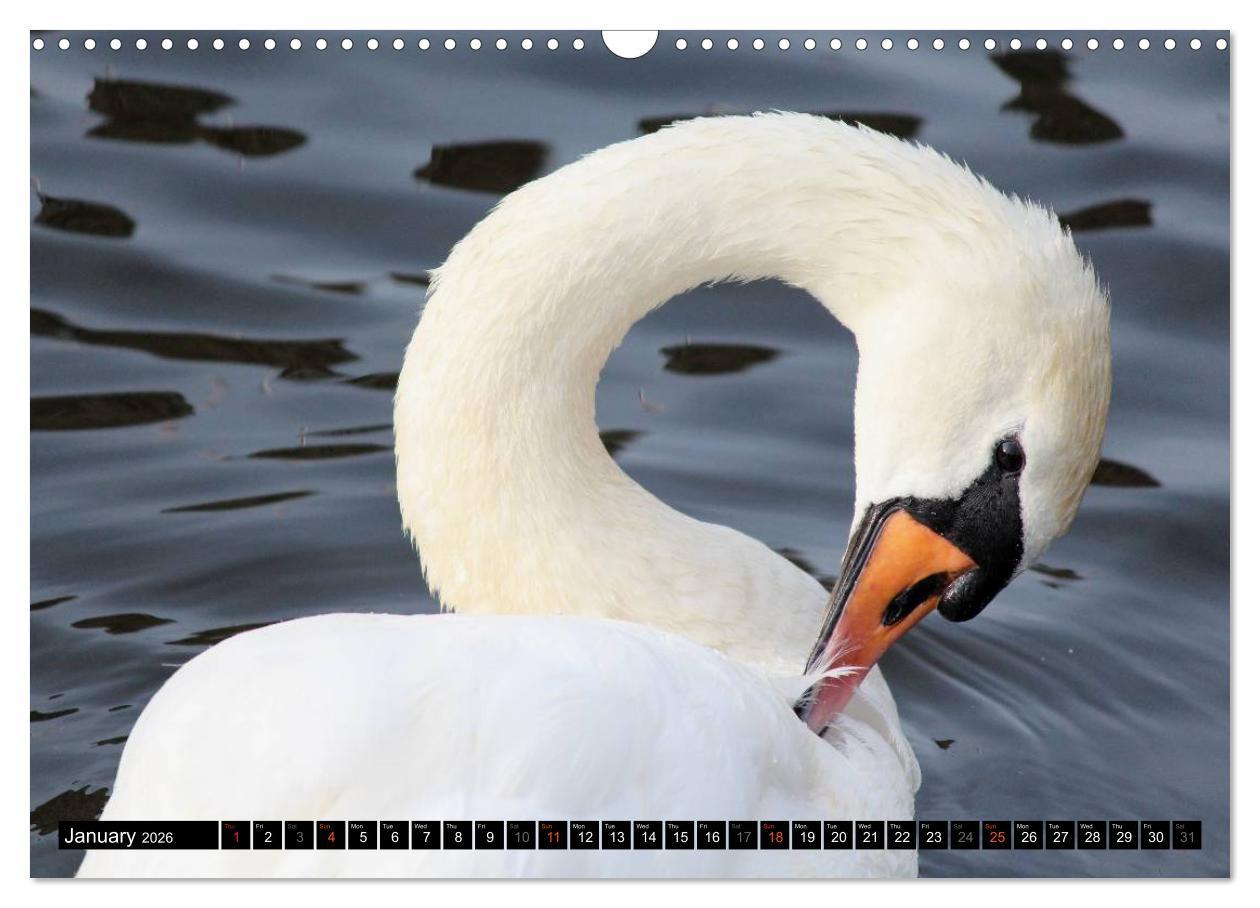 Beispielinhalt (Bild) Lovely Water Birds (Wall Calendar 2026 DIN A3 landscape), CALVENDO 12 Month Wall Calendar