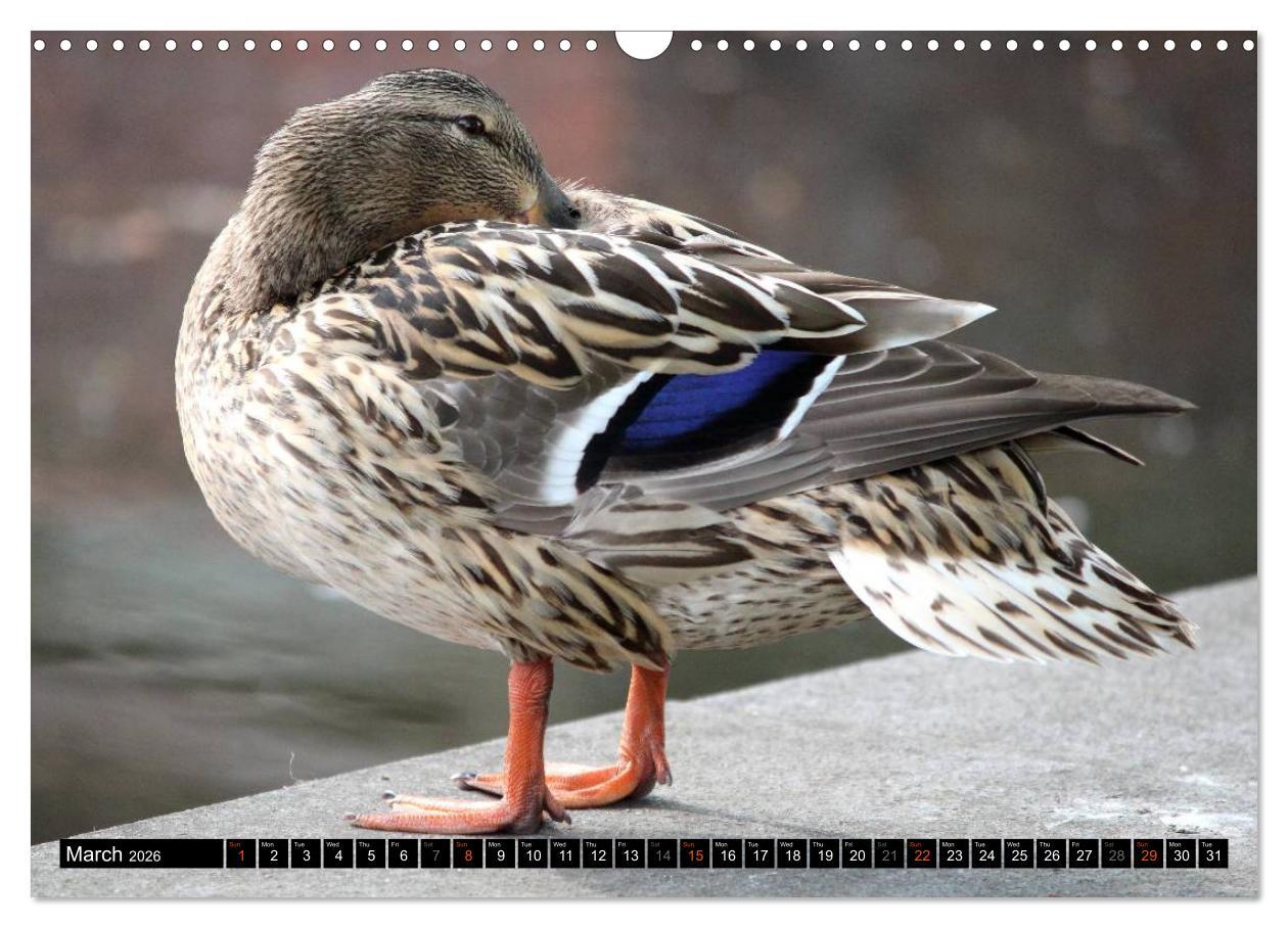 Beispielinhalt (Bild) Lovely Water Birds (Wall Calendar 2026 DIN A3 landscape), CALVENDO 12 Month Wall Calendar