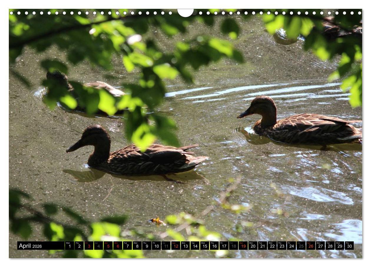 Beispielinhalt (Bild) Lovely Water Birds (Wall Calendar 2026 DIN A3 landscape), CALVENDO 12 Month Wall Calendar