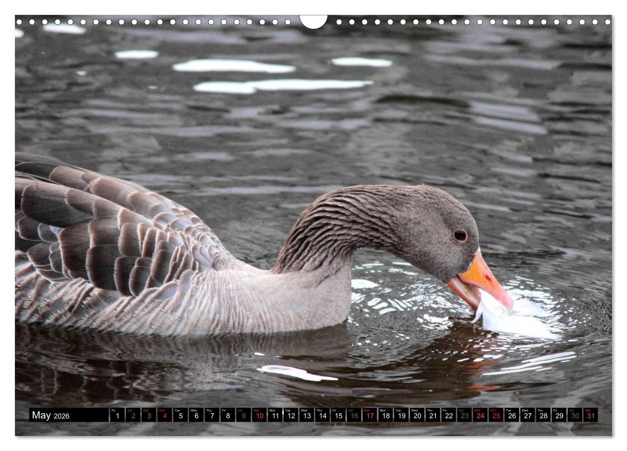 Beispielinhalt (Bild) Lovely Water Birds (Wall Calendar 2026 DIN A3 landscape), CALVENDO 12 Month Wall Calendar