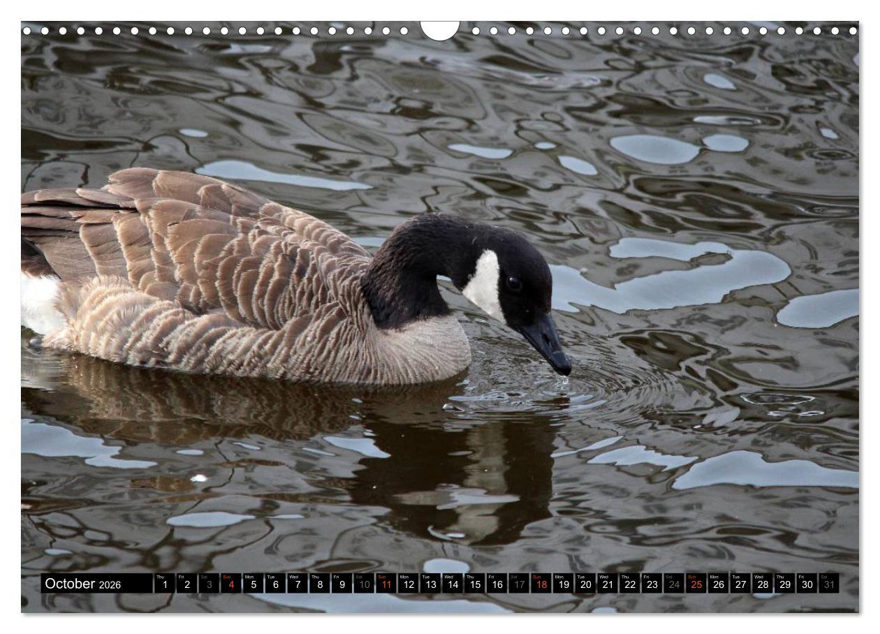 Beispielinhalt (Bild) Lovely Water Birds (Wall Calendar 2026 DIN A3 landscape), CALVENDO 12 Month Wall Calendar