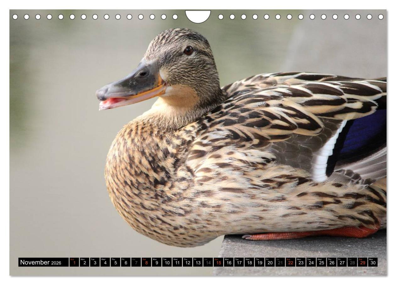 Beispielinhalt (Bild) Lovely Water Birds (Wall Calendar 2026 DIN A4 landscape), CALVENDO 12 Month Wall Calendar