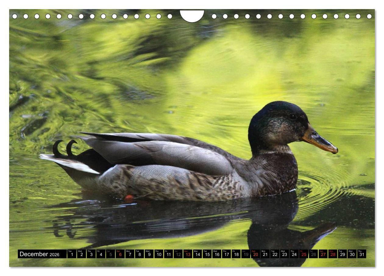 Beispielinhalt (Bild) Lovely Water Birds (Wall Calendar 2026 DIN A4 landscape), CALVENDO 12 Month Wall Calendar