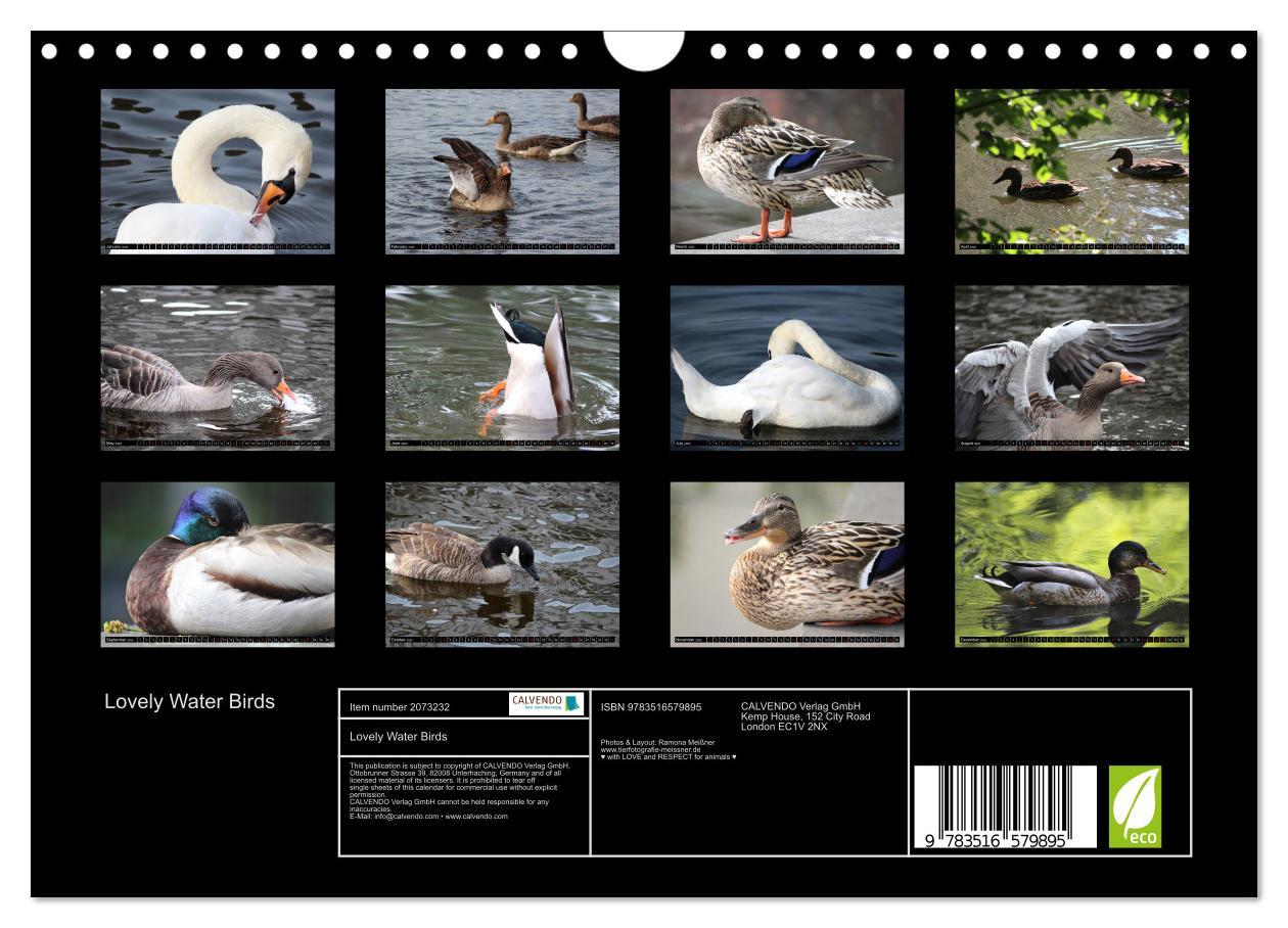 Beispielinhalt (Bild) Lovely Water Birds (Wall Calendar 2026 DIN A4 landscape), CALVENDO 12 Month Wall Calendar