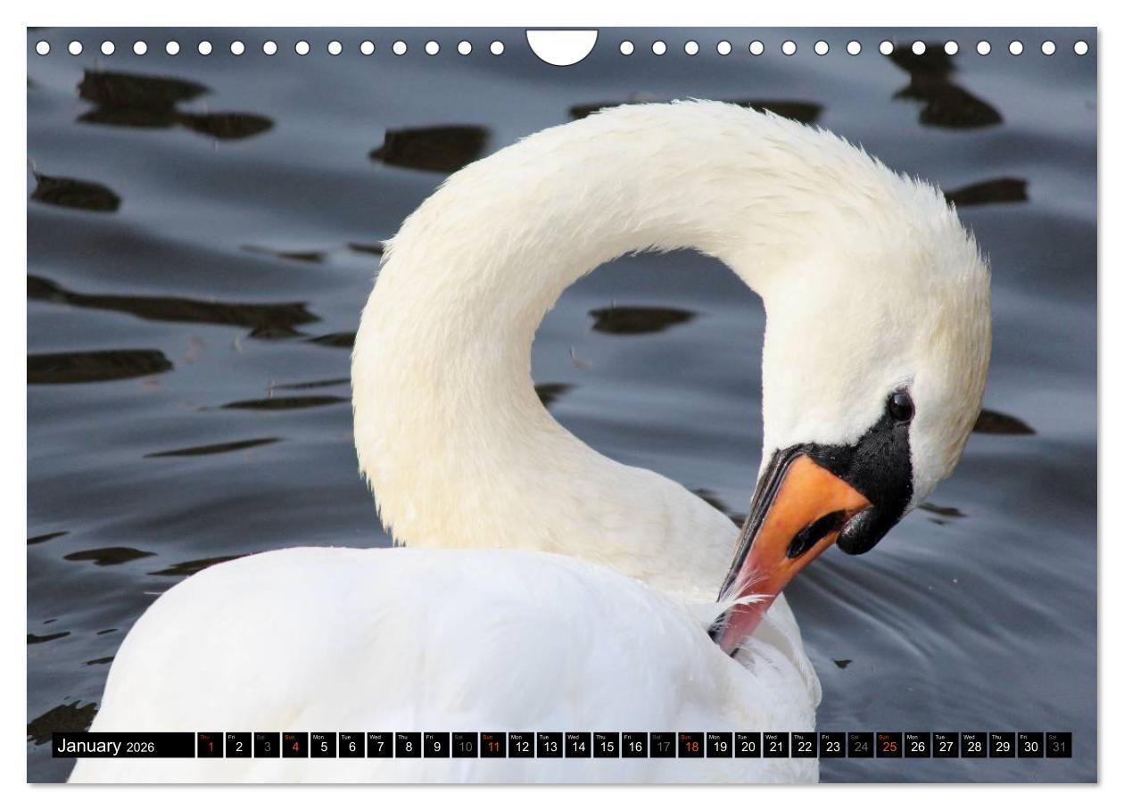Beispielinhalt (Bild) Lovely Water Birds (Wall Calendar 2026 DIN A4 landscape), CALVENDO 12 Month Wall Calendar