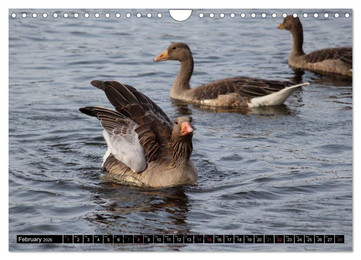 Beispielinhalt (Bild) Lovely Water Birds (Wall Calendar 2026 DIN A4 landscape), CALVENDO 12 Month Wall Calendar