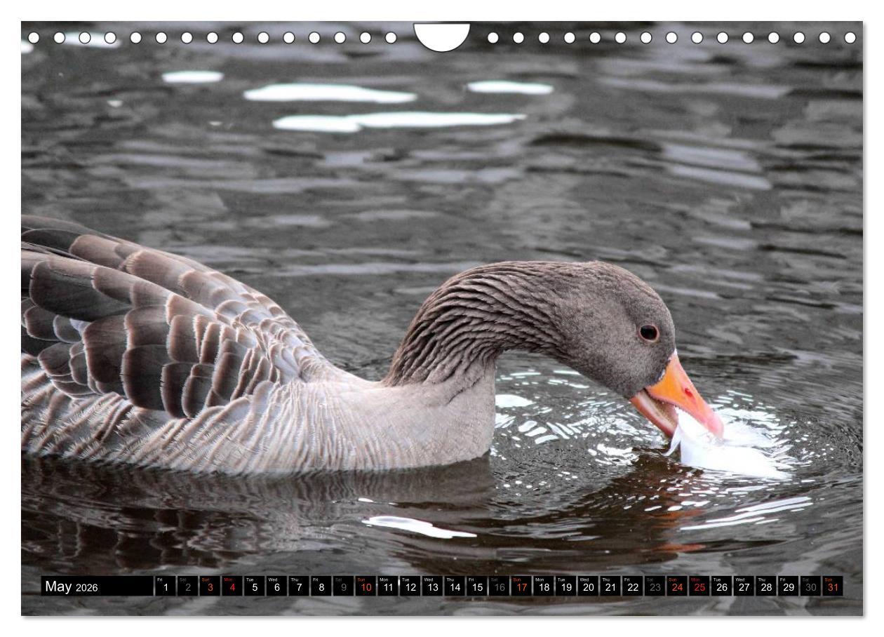Beispielinhalt (Bild) Lovely Water Birds (Wall Calendar 2026 DIN A4 landscape), CALVENDO 12 Month Wall Calendar