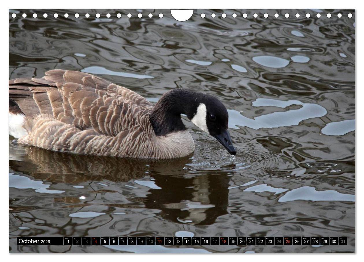 Beispielinhalt (Bild) Lovely Water Birds (Wall Calendar 2026 DIN A4 landscape), CALVENDO 12 Month Wall Calendar