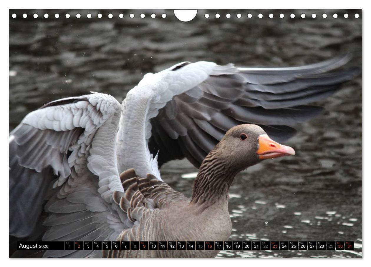 Beispielinhalt (Bild) Lovely Water Birds (Wall Calendar 2026 DIN A4 landscape), CALVENDO 12 Month Wall Calendar