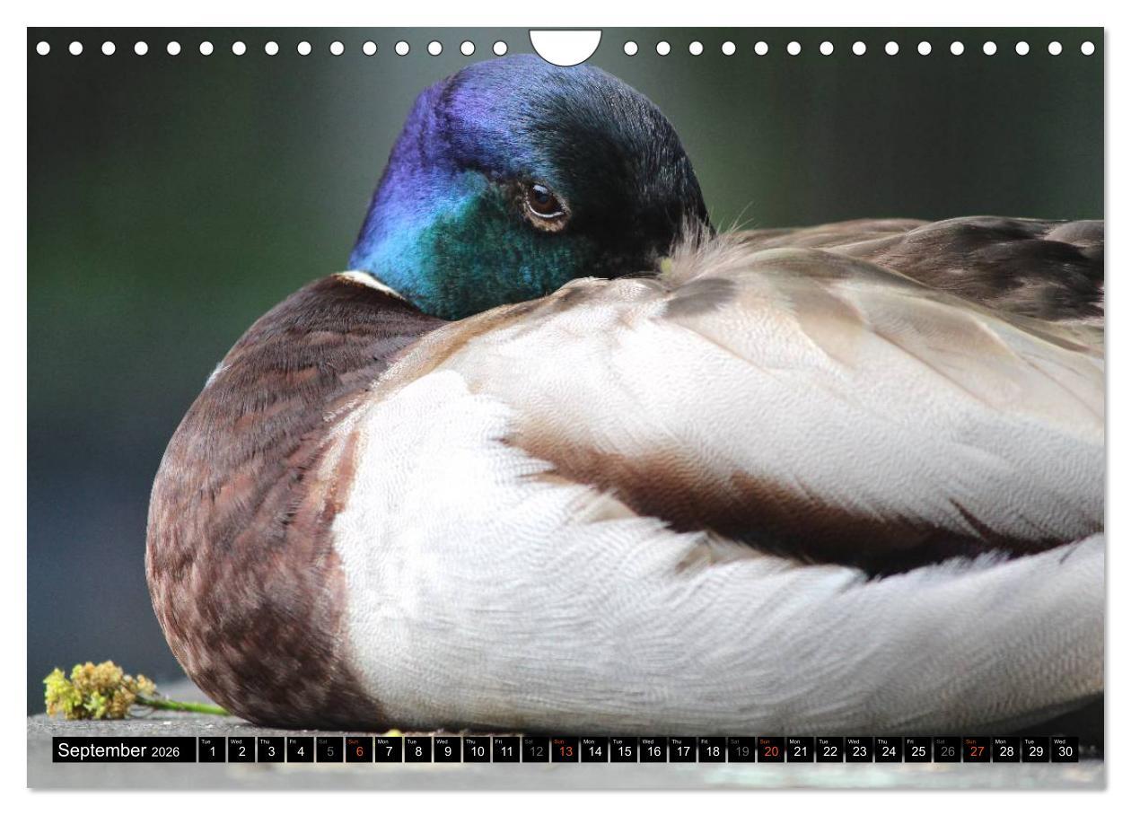 Beispielinhalt (Bild) Lovely Water Birds (Wall Calendar 2026 DIN A4 landscape), CALVENDO 12 Month Wall Calendar