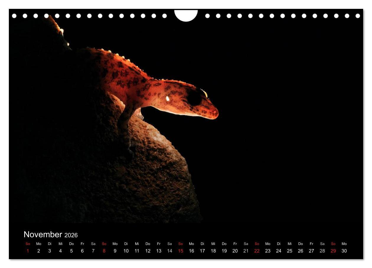 Beispielinhalt (Bild) WILD - Tierkalender 2026 (Wandkalender 2026 DIN A4 quer), CALVENDO Monatskalender