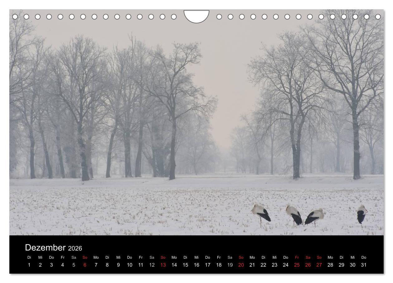 Beispielinhalt (Bild) WILD - Tierkalender 2026 (Wandkalender 2026 DIN A4 quer), CALVENDO Monatskalender