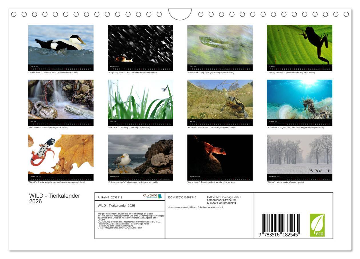 Beispielinhalt (Bild) WILD - Tierkalender 2026 (Wandkalender 2026 DIN A4 quer), CALVENDO Monatskalender