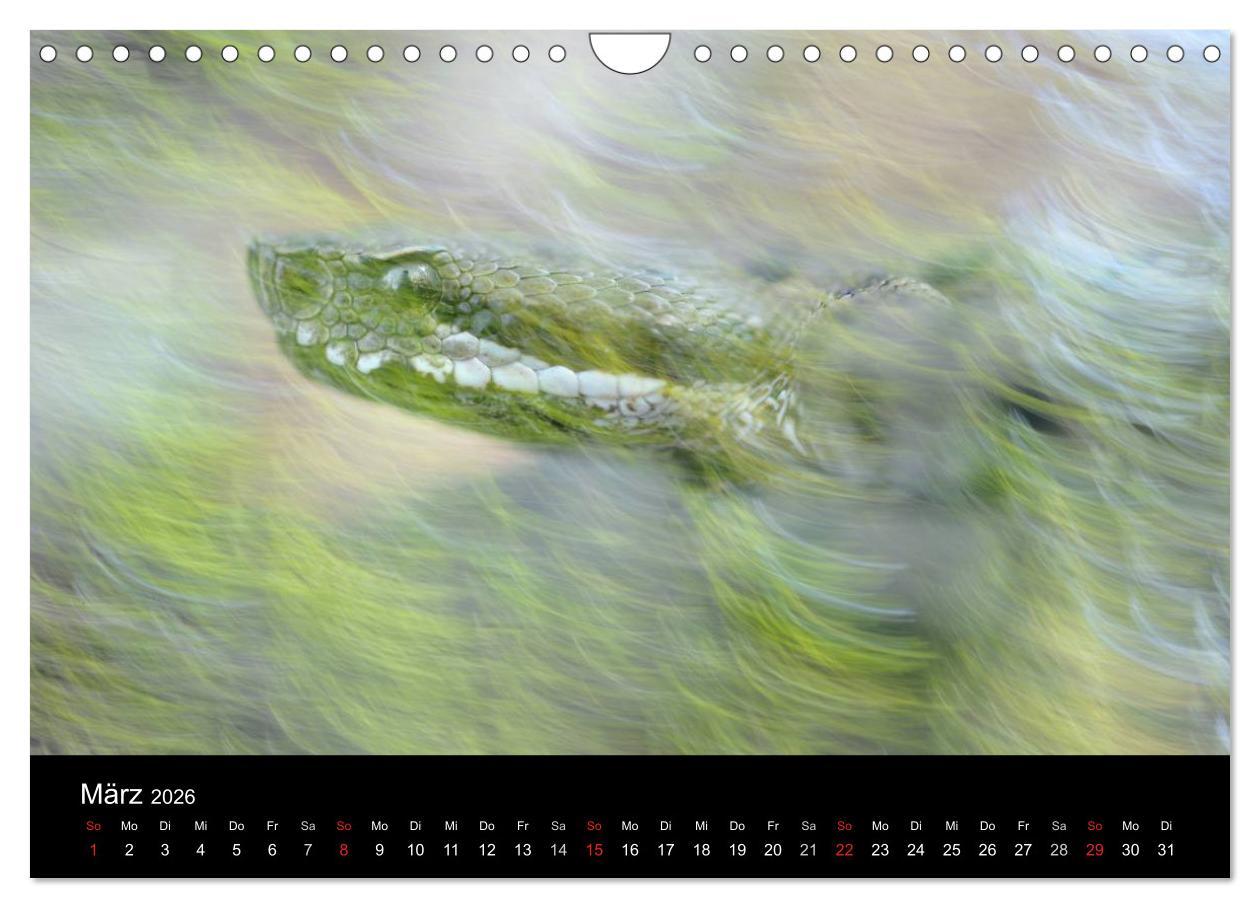 Beispielinhalt (Bild) WILD - Tierkalender 2026 (Wandkalender 2026 DIN A4 quer), CALVENDO Monatskalender