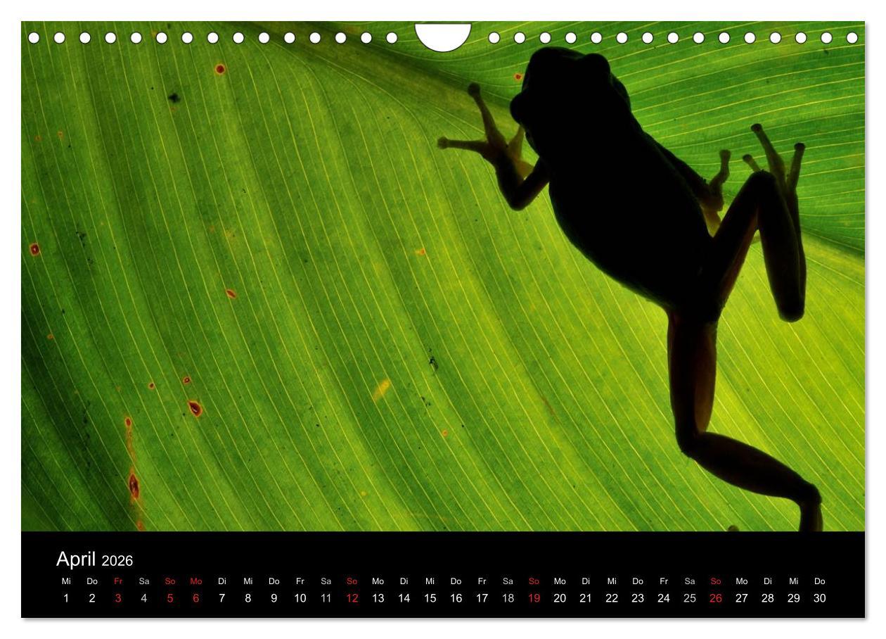 Beispielinhalt (Bild) WILD - Tierkalender 2026 (Wandkalender 2026 DIN A4 quer), CALVENDO Monatskalender