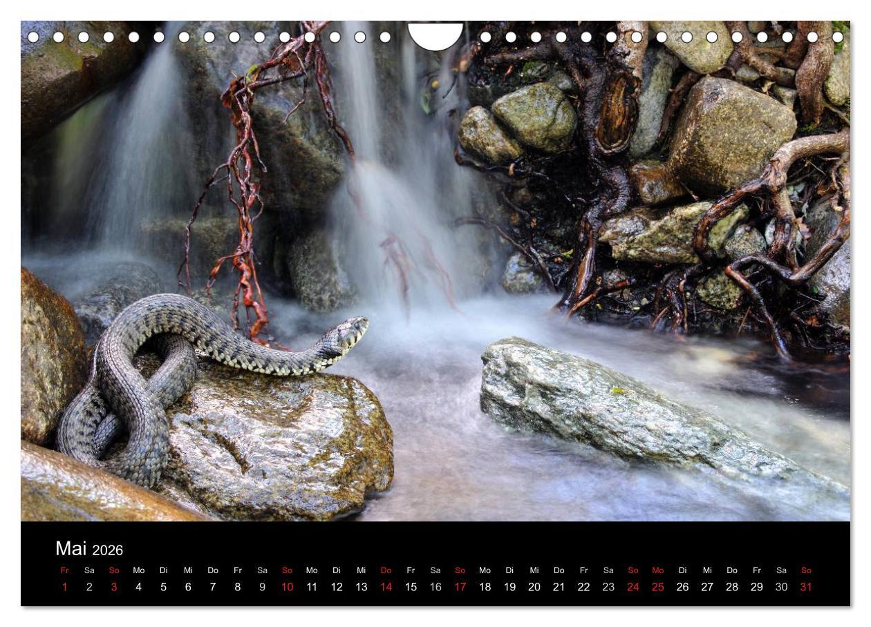 Beispielinhalt (Bild) WILD - Tierkalender 2026 (Wandkalender 2026 DIN A4 quer), CALVENDO Monatskalender