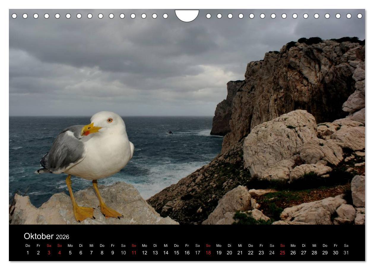 Beispielinhalt (Bild) WILD - Tierkalender 2026 (Wandkalender 2026 DIN A4 quer), CALVENDO Monatskalender