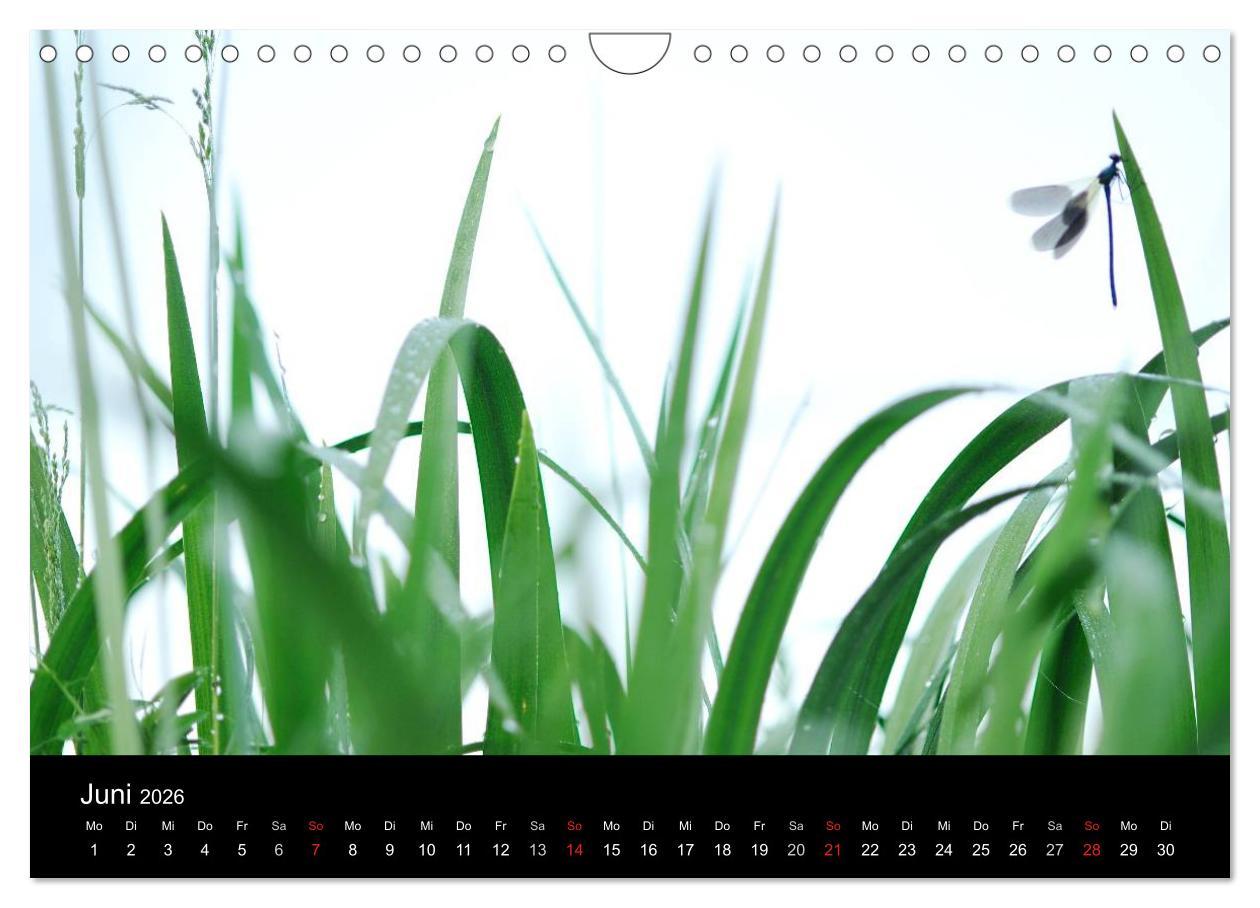 Beispielinhalt (Bild) WILD - Tierkalender 2026 (Wandkalender 2026 DIN A4 quer), CALVENDO Monatskalender