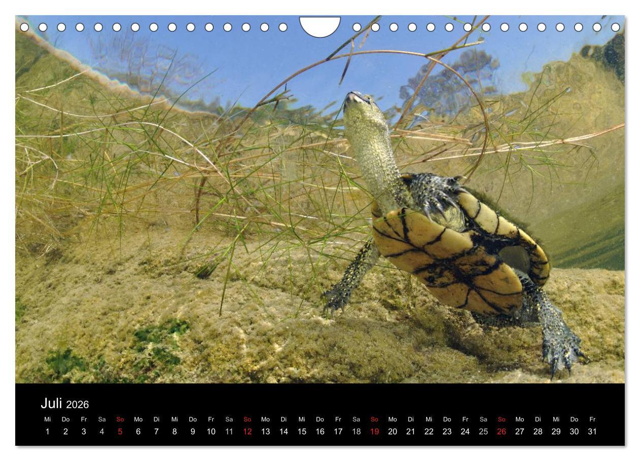 Beispielinhalt (Bild) WILD - Tierkalender 2026 (Wandkalender 2026 DIN A4 quer), CALVENDO Monatskalender