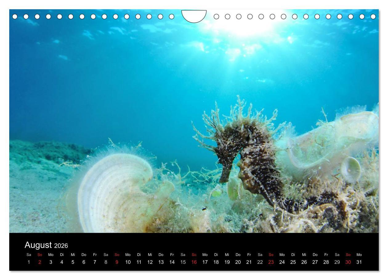 Beispielinhalt (Bild) WILD - Tierkalender 2026 (Wandkalender 2026 DIN A4 quer), CALVENDO Monatskalender