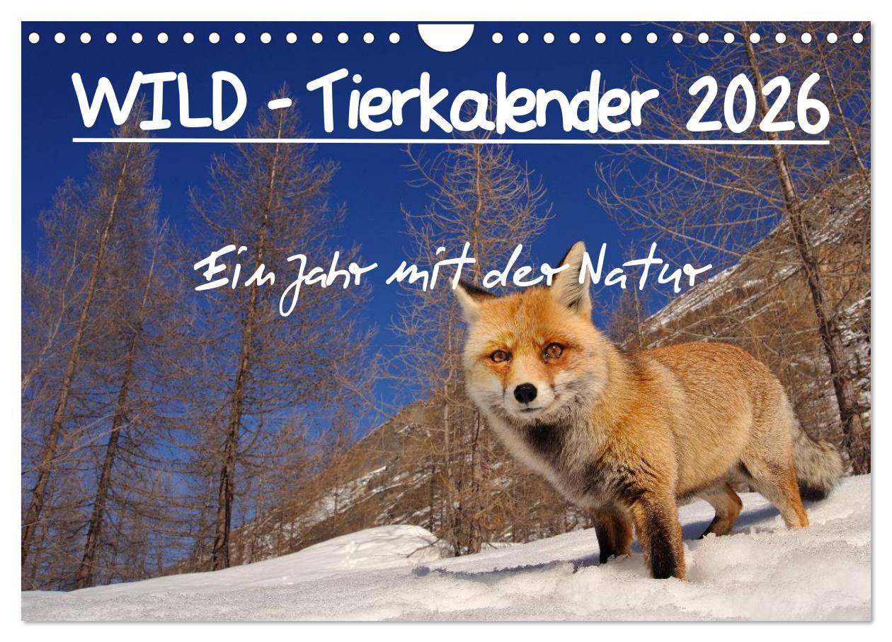 Vorderes Coverbild WILD - Tierkalender 2026 (Wandkalender 2026 DIN A4 quer), CALVENDO Monatskalender